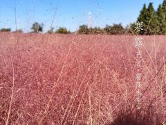 -羊亭河湿地公园