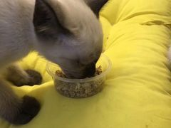 -喵zoo家庭繁育猫舍(尖东智能花园店)