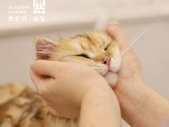 -老吴的猫·猫舍(新区店)