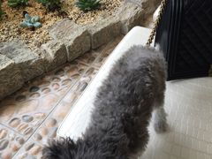 -美联众合动物医院·24h转诊中心