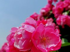 -上海滨江森林公园