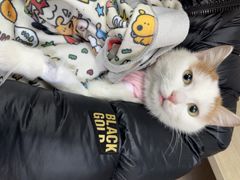 -北京观赏动物医院·24小时大型综合·猫专科·异宠专科