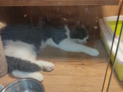 -叮叮猫咪生活馆