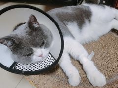 -爱牧宠物医院·猫专科·骨科·内窥镜(甪直店)