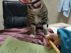 -动物缘宠物医院·骨科·猫科(西二环店)