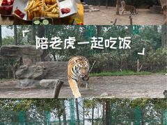 -上海野生动物园老虎餐厅