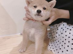 -柴犬小屋·柴餐厅·狗咖食堂(金鼎广场店)