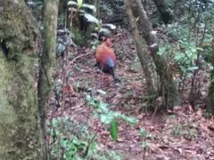 -霍顿平原国家公园
