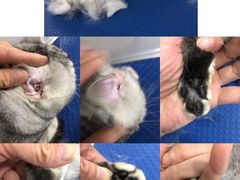 -佳雯宠物医院(金华南路分院)