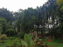 -瑞丽独树成林风景区