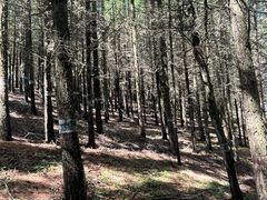 -苏木山森林公园
