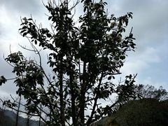 -广州市石门国家森林公园