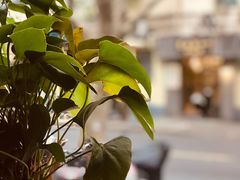 大堂-花马天堂云南餐厅 Lost Heaven(外滩店)