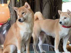 -柴犬高等学院·狗咖·柴犬售卖·宠物训练