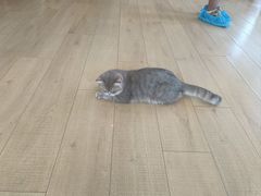 -Let's go狗咖·猫咖·奶狗·桌游(春熙路IFS店)