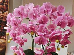 -味千拉面(惠州文昌一路分店)