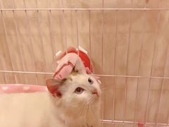 -伟伟宠物医院·瑞派猫友好医院·猫科(光谷店)
