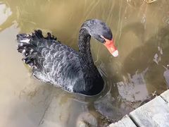 -成都大熊猫繁育研究基地