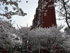 -高东镇樱花园