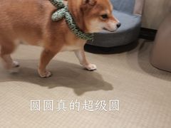 吐着小舌头-逗柴咖啡屋·狗咖猫咖宠物桌游