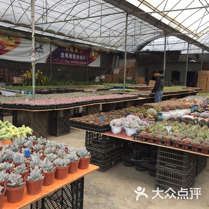 昆明盆花苗木种植批发基地2期市场