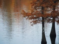 -白鹭湾湿地公园