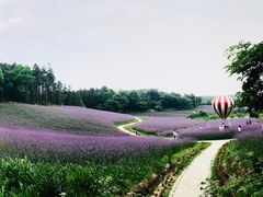 -大塘金香草谷