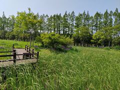 -上海长兴岛郊野公园