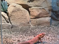 -帕帕拉兹宠物(亚洲旗舰店)