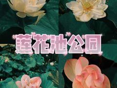 -莲花池公园