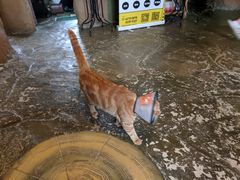 -猫猫幼稚园·撸猫·桌游·电玩