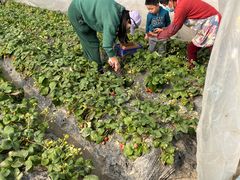 -小鱼草莓采摘园农家乐·小鱼餐厅