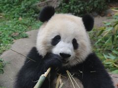 -都江堰中华大熊猫苑