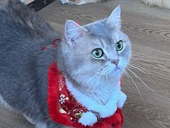 -MOCHA明星猫咖(田子坊店)