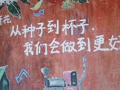 -兴隆隆苑咖啡庄园