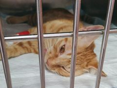 -瑞派福兴宠物医院犬猫全科·骨科·中西医结合(河东店)