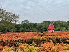 -东莞植物园
