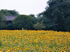 -保利石象湖景区
