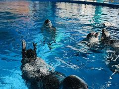 -海合安武汉极地海洋公园
