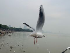 -深圳湾公园(南山区)