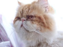 -Cappucimeow猫咪咖啡馆(韦伯时代店)