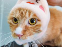 -爱洗澡的猫(望京店)