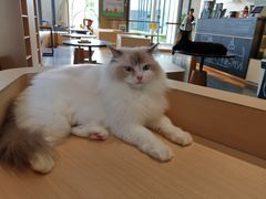 -瞄一喵猫咖(格力海岸店)