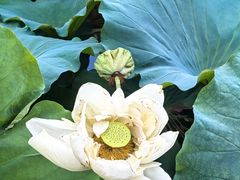 -莲池书院博物馆