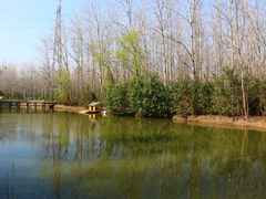 -合肥滨湖国家森林公园