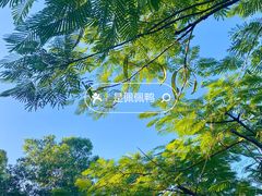 -露天矿生态公园