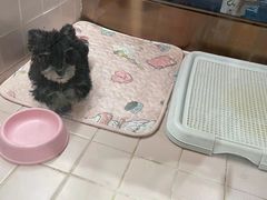 -FAELING PETS美天灵宠物(富力广场店)