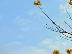 -东莞植物园