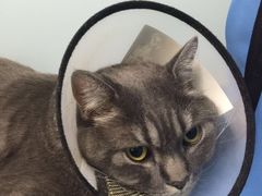 -中农大我爱我爱24h动物医院·中医针灸·猫专科·骨科医疗中心(双井店)