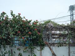 -喜洲吧·江畔老船厂·庭院餐厅(喜临院店)